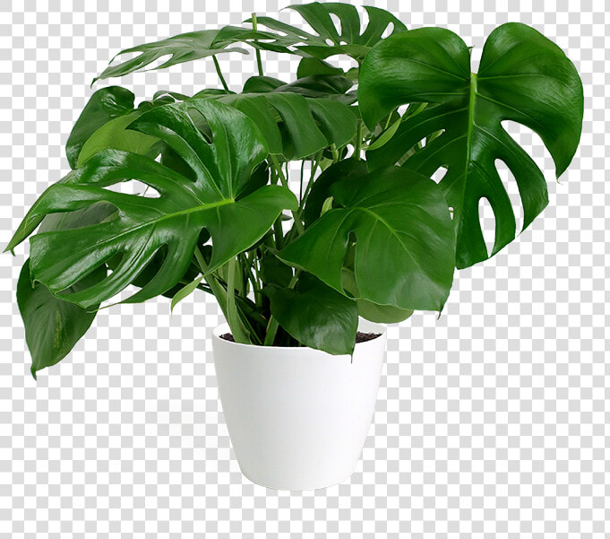 Monstera Deliciosa Png  Transparent PngTransparent PNG