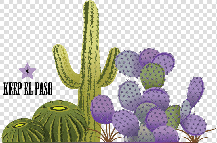 Transparent Cactus Vector Png   Prickly Pear  Png DownloadTransparent PNG