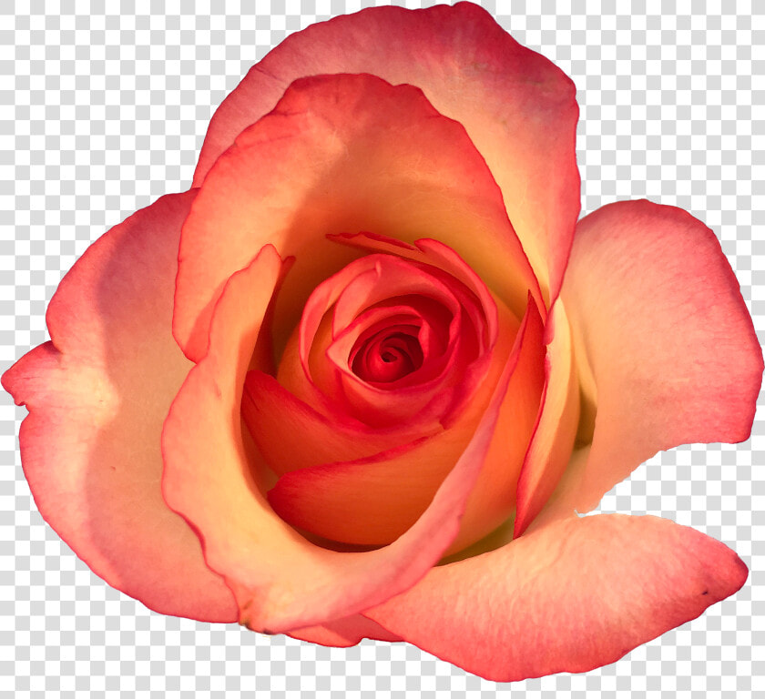 Roses In The Void By Will Gee   Floribunda  HD Png DownloadTransparent PNG