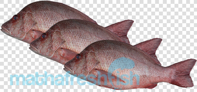 Red Snapper  HD Png DownloadTransparent PNG