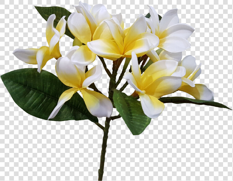 Transparent Picture Png Flower Frangipani  Png DownloadTransparent PNG