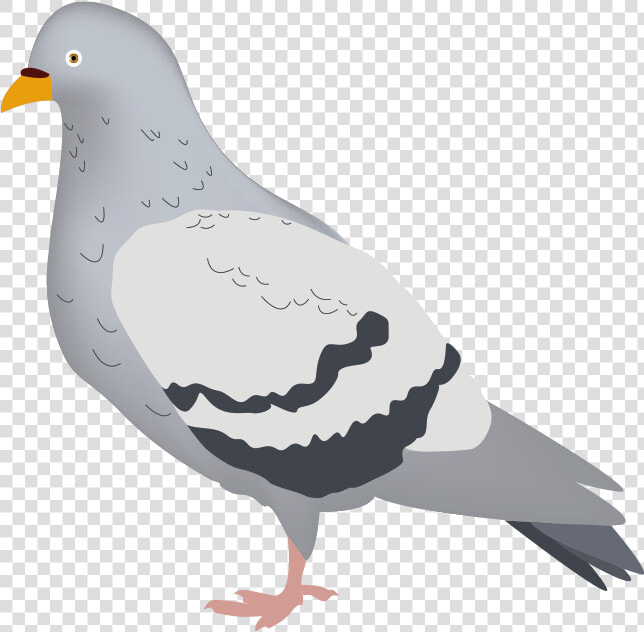 Pigeons And Doves   Png Download   Stock Dove  Transparent PngTransparent PNG