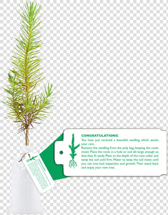 Seedling In Bag With Tag   Christmas Tree  HD Png DownloadTransparent PNG