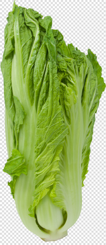 Romaine Lettuce  HD Png DownloadTransparent PNG