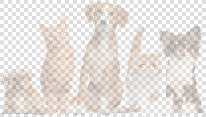 Pets   Animal Shelter Longview Tx  HD Png DownloadTransparent PNG