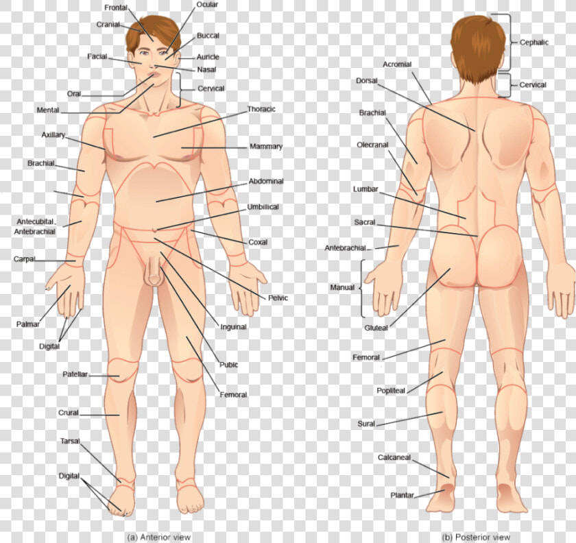 Transparent Human Body Parts Clipart   Human All Body Parts Name  HD Png DownloadTransparent PNG