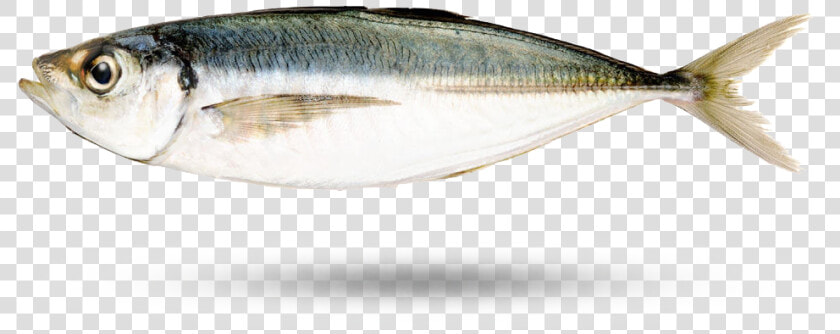 Horse Mackerel   Japanese Horse Mackerel  HD Png DownloadTransparent PNG