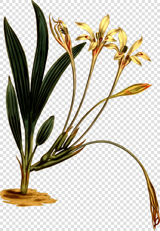 Plant flower flowerpot   Plant Stem  HD Png DownloadTransparent PNG