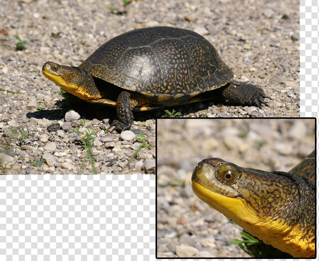 Transparent Cute Turtle Png   South Dakota State Reptile  Png DownloadTransparent PNG