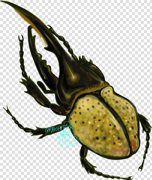 Beetle Transparent Hercules   Japanese Rhinoceros Beetle  HD Png DownloadTransparent PNG