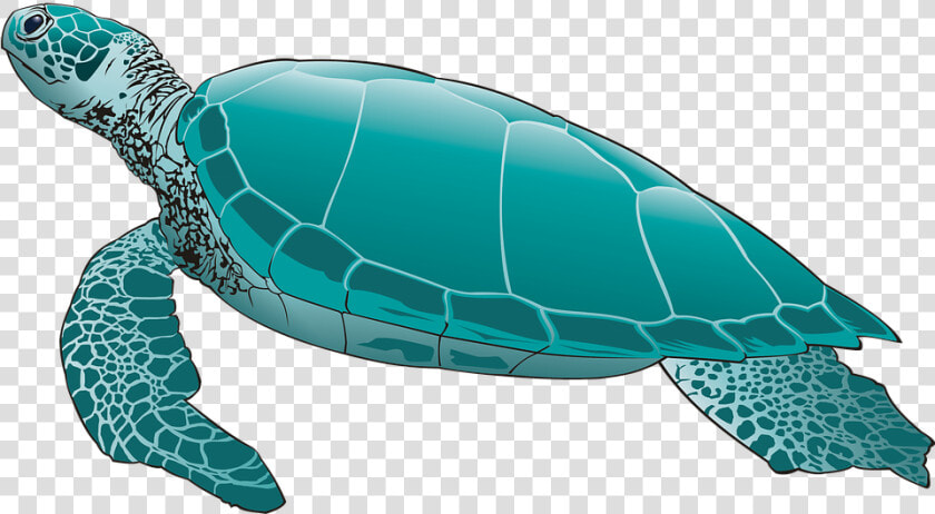 Turtle Png Pic   Skip The Straw Save A Sea Turtle  Transparent PngTransparent PNG