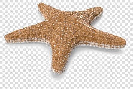 Starfish Png Image With Transparent Background   Starfish  Png DownloadTransparent PNG