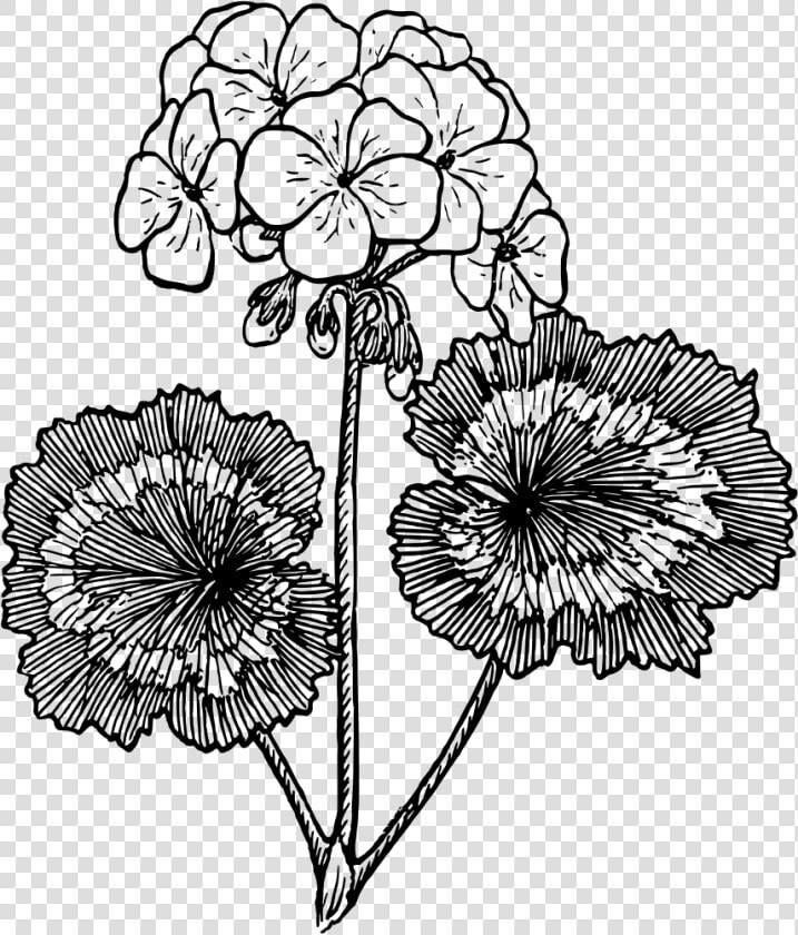 Geranium   Geranium Black And White  HD Png DownloadTransparent PNG