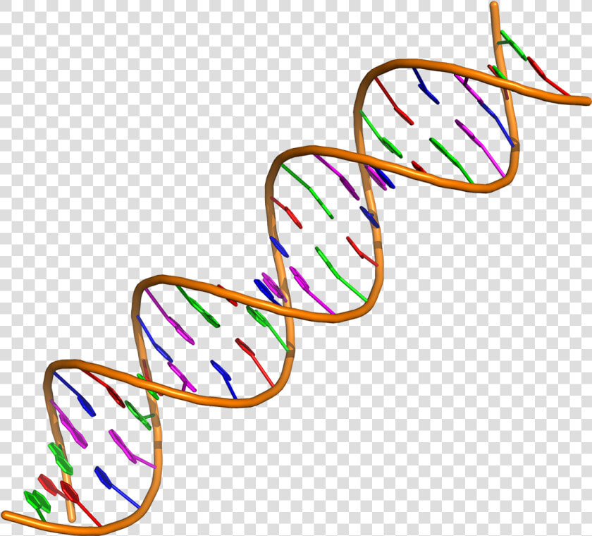 2019 Ip 33 Enlaces Adn   Double Helix Dna Molecule  HD Png DownloadTransparent PNG