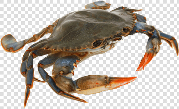 Free Png Crab Png Images Transparent   Crab Png  Png DownloadTransparent PNG