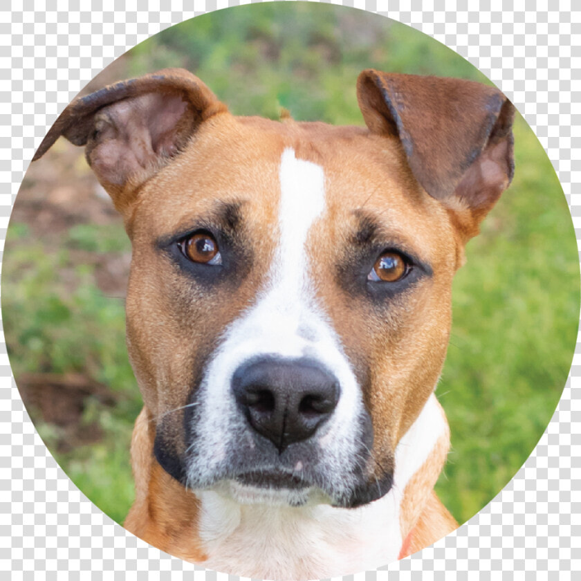 Satchel   Companion Dog  HD Png DownloadTransparent PNG