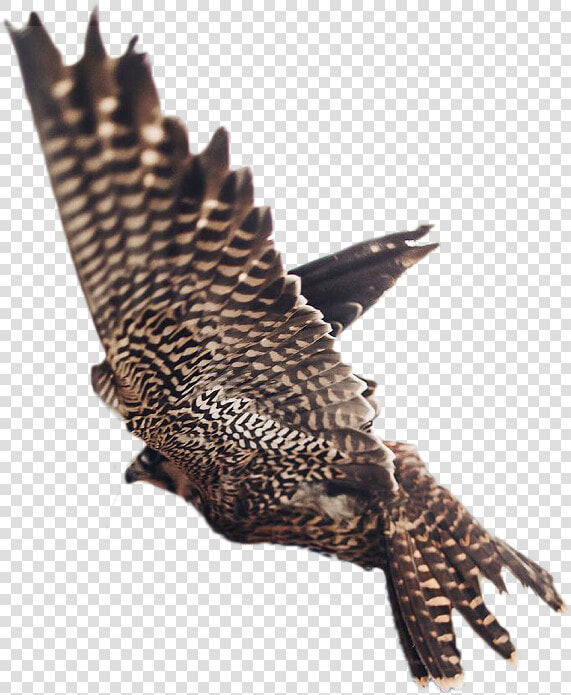 Picsart Eagle Photo Editing Taukeer Editz  HD Png DownloadTransparent PNG