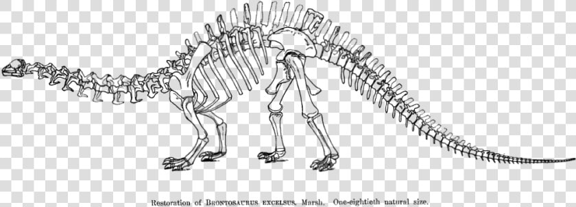 Restoration Of Brotosaurus 1883 Page 86   Draw Dinosaurs Skeletons  HD Png DownloadTransparent PNG