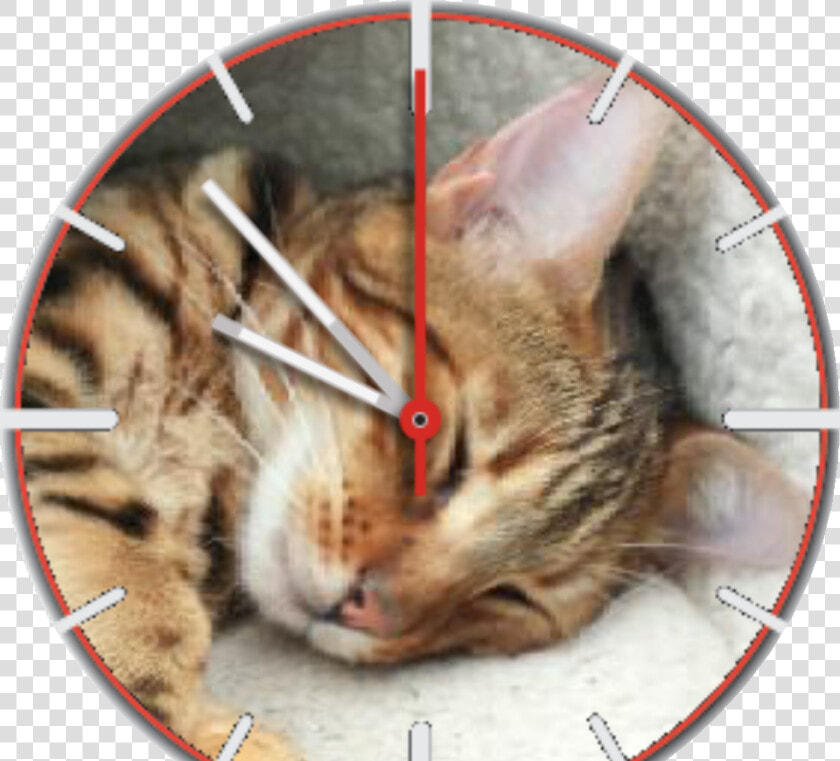 Mungotime Watch Face Preview   Tabby Cat  HD Png DownloadTransparent PNG