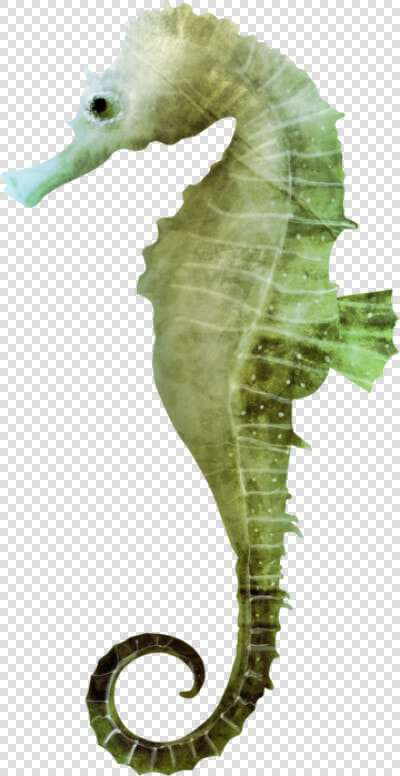 Transparent Sea Horse Png   Seahorse Png  Png DownloadTransparent PNG