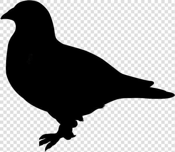 Transparent Pigeon Clipart  Pigeon Png Image   Crow  Png DownloadTransparent PNG