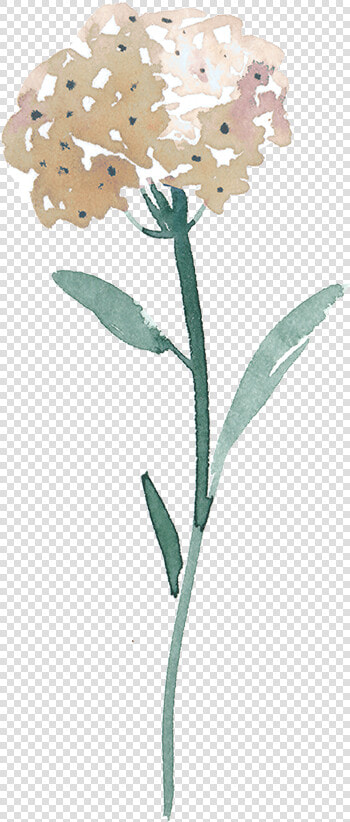 Flower3 400px   Marsh Labrador Tea  HD Png DownloadTransparent PNG