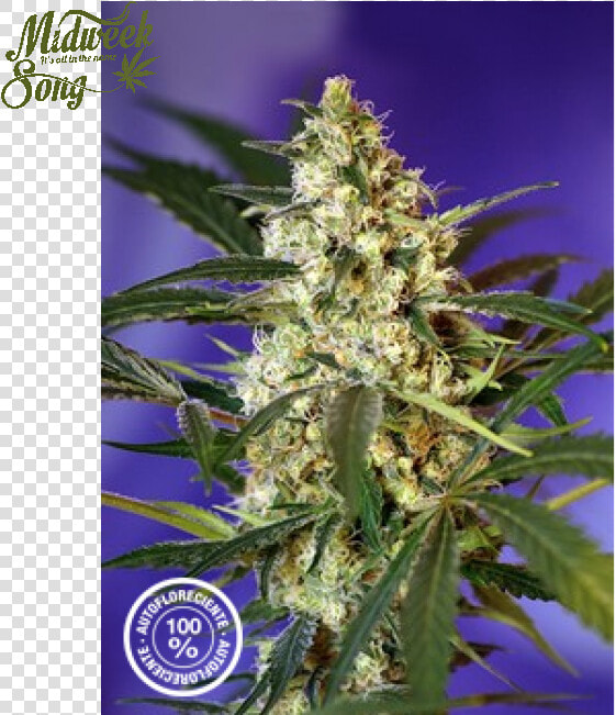 Sweet Seeds Fast Bud Marijuana Seeds   Fast Bud Sweet Seeds  HD Png DownloadTransparent PNG