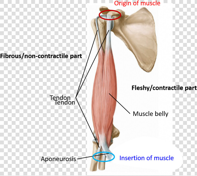 Muscle  Flesy And Fibrous Parts   Parts Of Skeletal Muscle  HD Png DownloadTransparent PNG