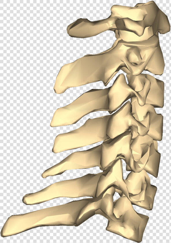 Http     www   Johnthebodyman   Com wp Vertebrae Close   Cervical Vertebrae Png  Transparent PngTransparent PNG