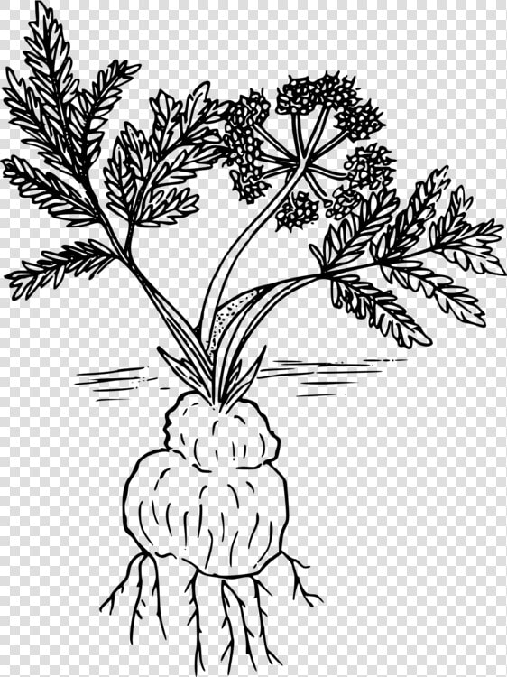 Twig Leaf Plants Tree   Drawing  HD Png DownloadTransparent PNG