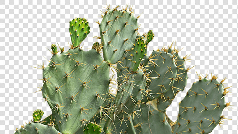 Eastern Prickly Pear  HD Png DownloadTransparent PNG