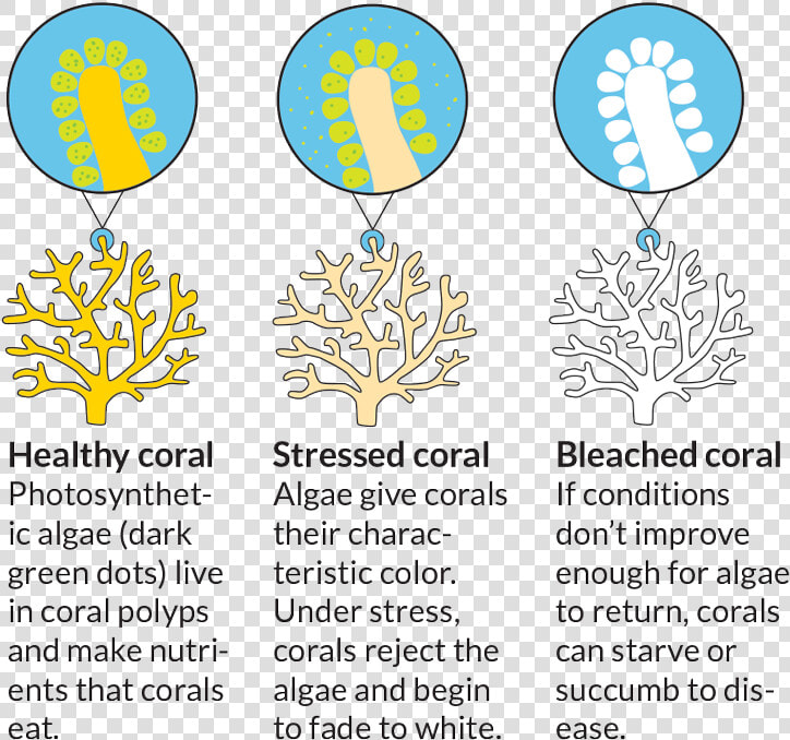 Bleached Kids And The   Coral Reef Bleaching Diagram  HD Png DownloadTransparent PNG