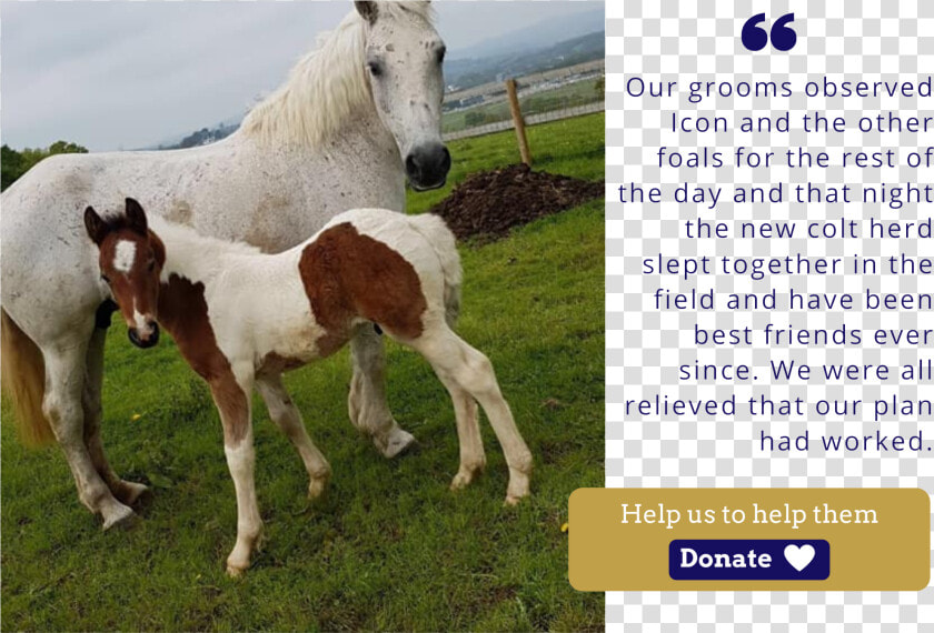 Ice Icon Foal Charity Christmas Appeal Quote   Foal  HD Png DownloadTransparent PNG