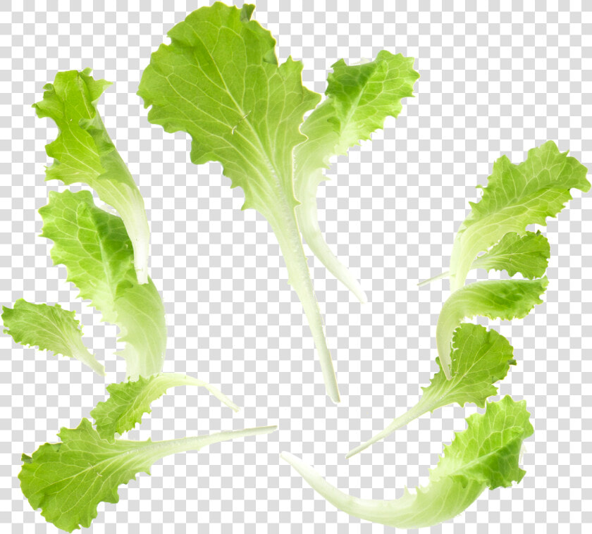 Baby Leaf Fourth Range   Hojas De Lechuga Png  Transparent PngTransparent PNG