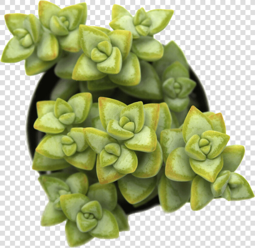 Crassula Rupestris Rosary Vine Class   Crassula Png  Transparent PngTransparent PNG