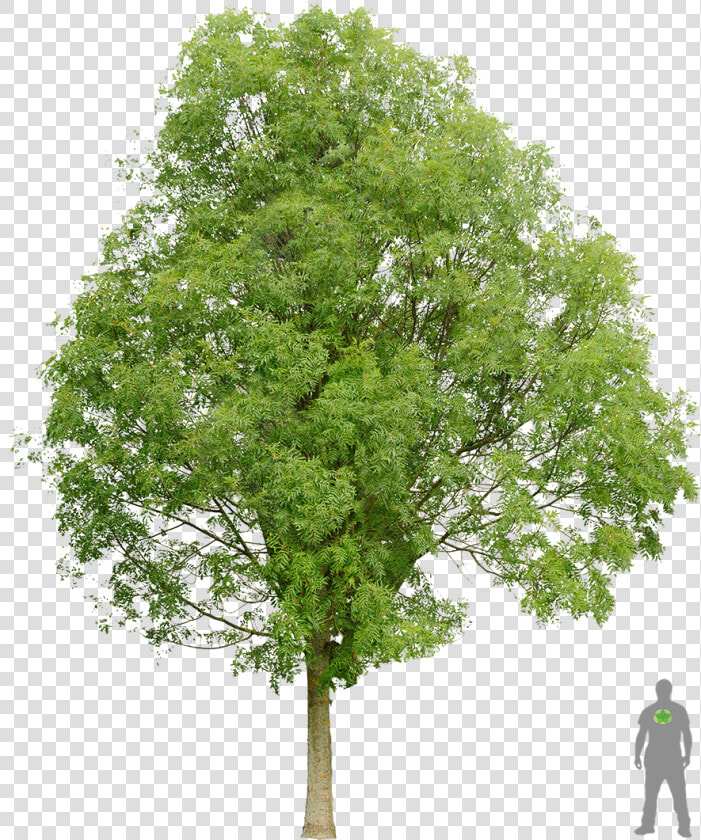 Frêne Commun Architecture Layout  Architecture Graphics    Norway Maple Tree Png  Transparent PngTransparent PNG