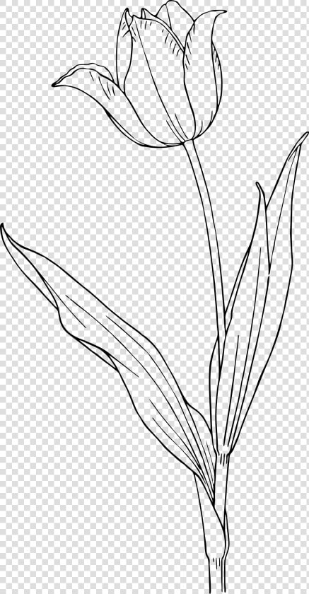 Tulip Clip Arts   Tulip Flower Line Drawing  HD Png DownloadTransparent PNG