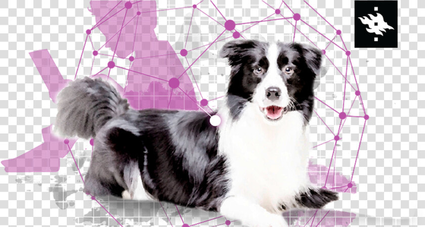 Transparent Border Collie Png  Png DownloadTransparent PNG