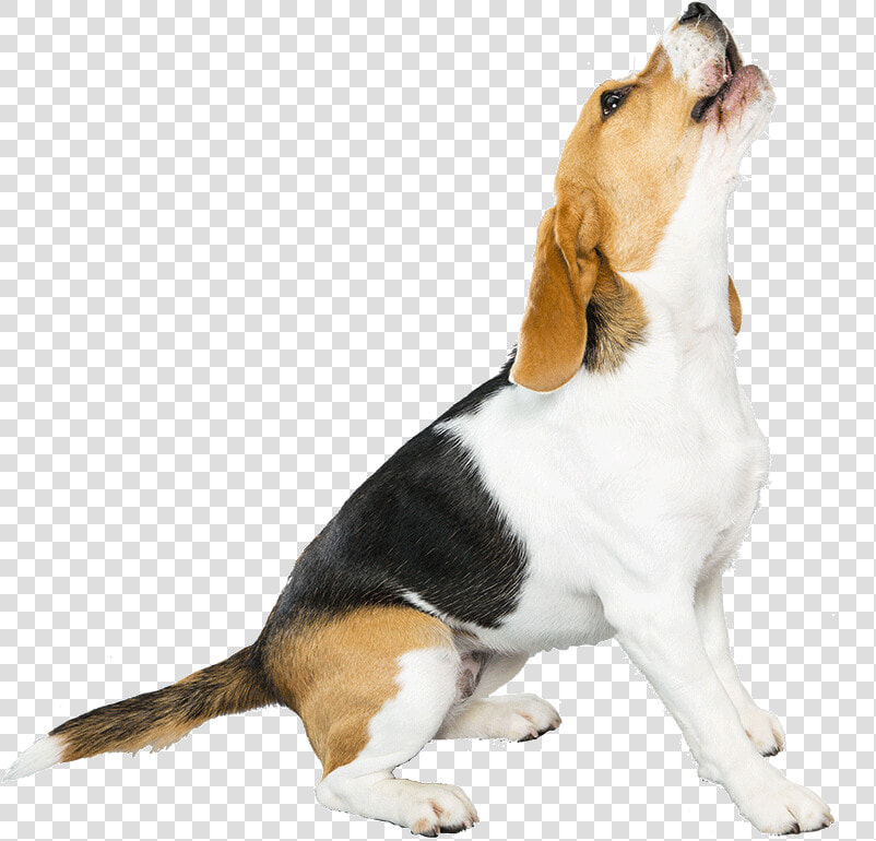 Transparent Beagle Png  Png DownloadTransparent PNG