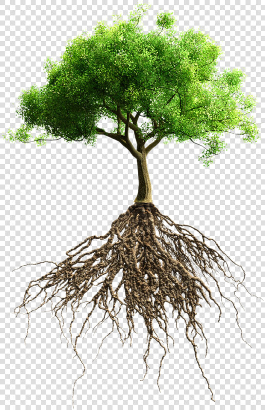 Root Tree Stock Photography Stock   Tree With Root Hd  HD Png DownloadTransparent PNG