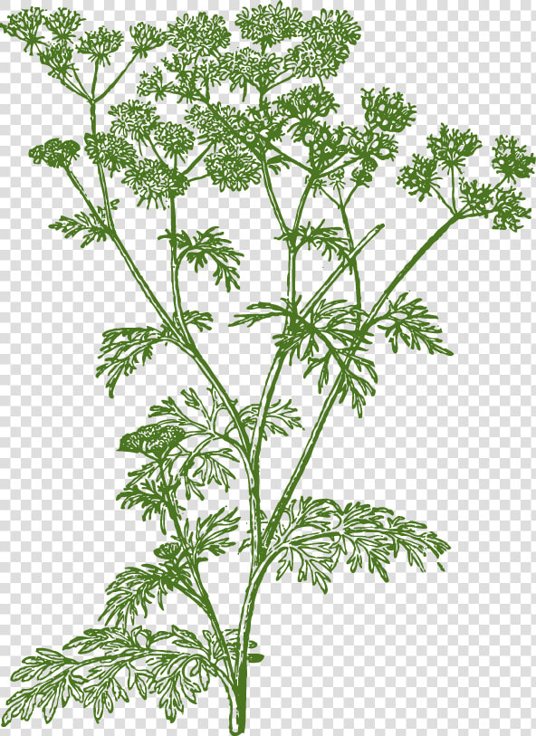 Transparent Cilantro Png   Cow Parsley Png  Png DownloadTransparent PNG