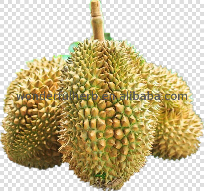 Hot Bán Nguyên Mít Hạt Giống Bột Dinh Dưỡng Sầu Riêng   Durian  HD Png DownloadTransparent PNG