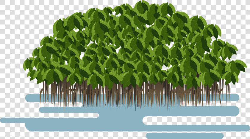 Transparent Soil Layers Clipart   Mangrove Png  Png DownloadTransparent PNG