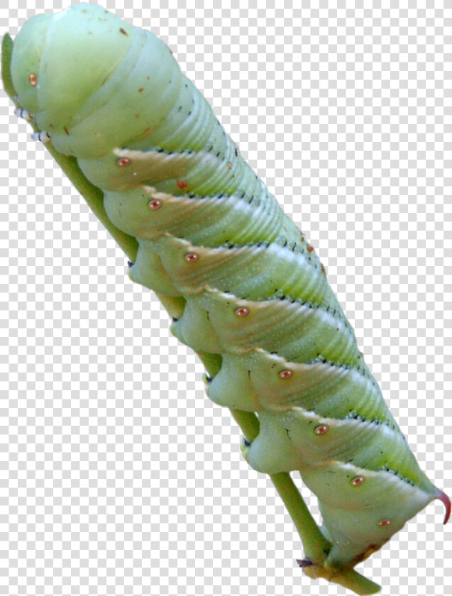 Tobacco Hornworm   Manduca Sexta Png  Transparent PngTransparent PNG