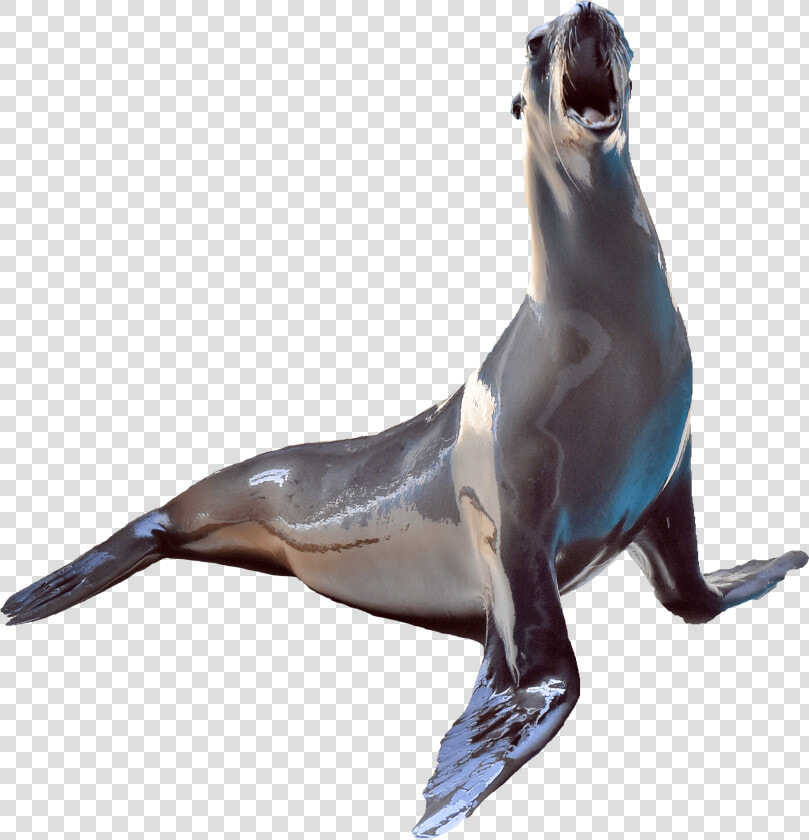 California Sea Lion   Penguin  HD Png DownloadTransparent PNG