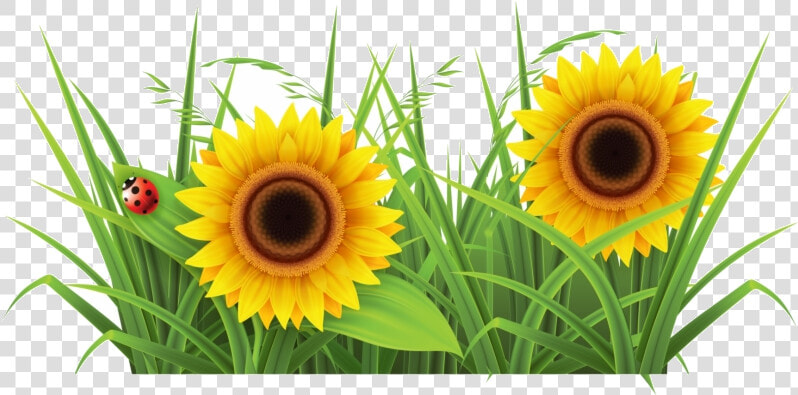 Grass Sunflower Background Images Clipart Free Transparent   Grass Png Clipart Transparent  Png DownloadTransparent PNG