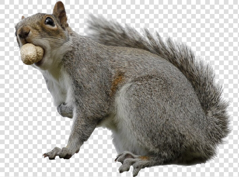 Squirrel Download Transparent Png Image   Fox Squirrel  Png DownloadTransparent PNG