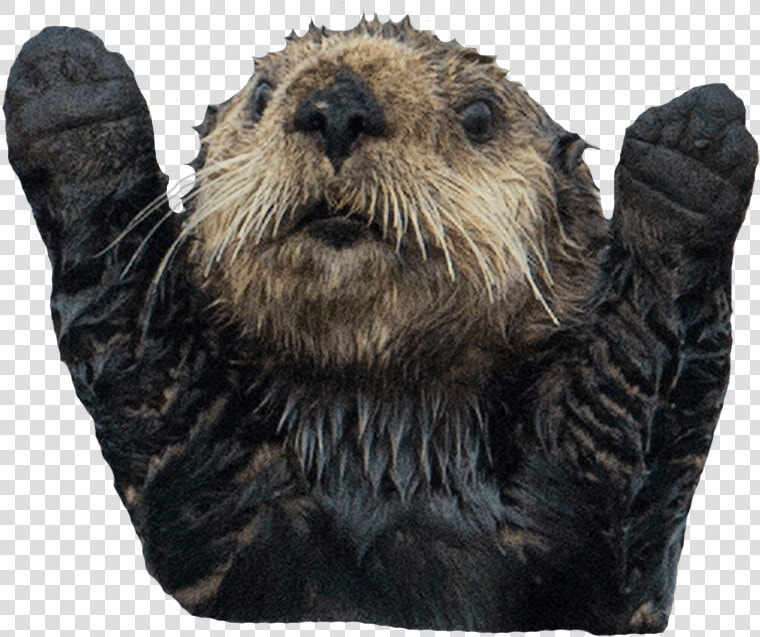 Otter Transparent Image Animal Image With Transparent   Otter Transparent  HD Png DownloadTransparent PNG