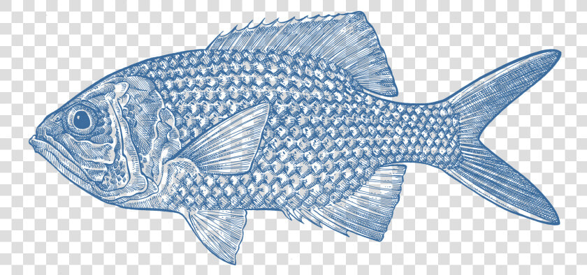 Snapper  HD Png DownloadTransparent PNG