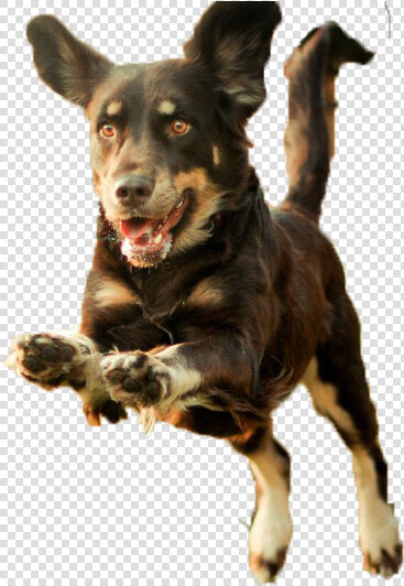 Dog Puppy Runs   Transparent Background Dog Run Png  Png DownloadTransparent PNG